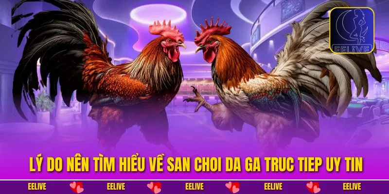 Lý do nên tìm hiểu về san choi da ga truc tiep uy tin