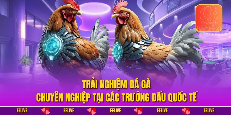 Trải nghiệm đá gà chuyên nghiệp tại các trường đấu quốc tế