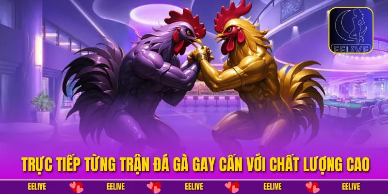 Trực tiếp từng trận đá gà gay cấn với chất lượng cao